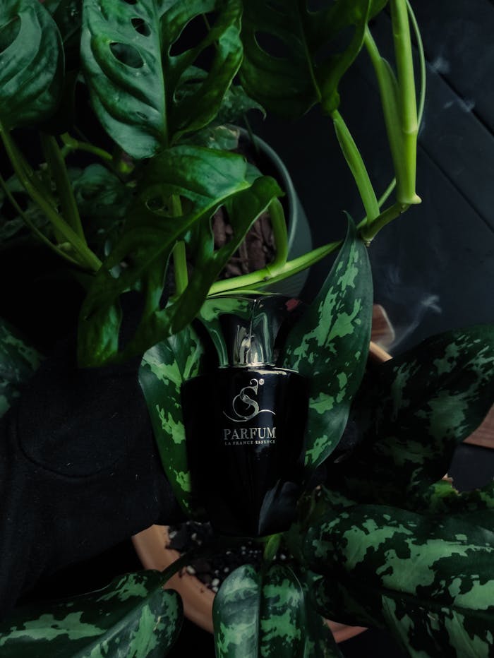 Black perfume bottle surrounded by vibrant green leaves for a fresh, natural aesthetic.